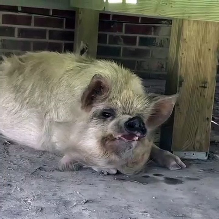 Ce cochon a une trop de manière de bailler. Vous allez rigoler !
