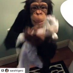 Un singe hors du commun se nettoie tout seul. Admirez ce beau spectacle !