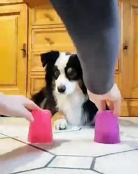 La réaction de cette chienne est à mourir de rire. Regardez !
