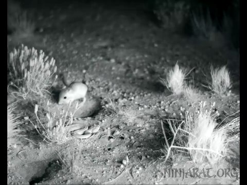 Un rat-kangourou repousse un serpent avec un coup de pied puissant !