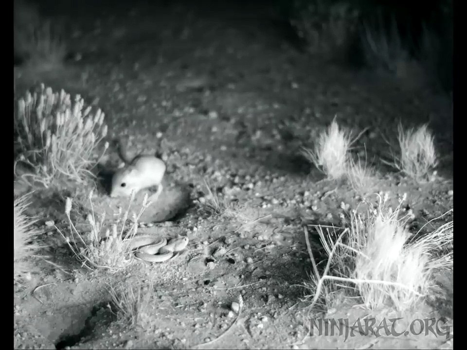 Un rat-kangourou repousse un serpent avec un coup de pied puissant !