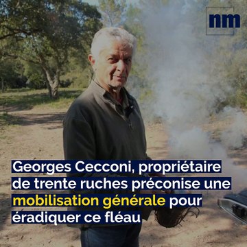 Frelon asiatique, Un Varois en WRX, Collectionneur d'affiches: voici votre brief info de ce mardi après-midi