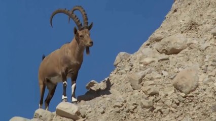 Capra Nubiana, Um Verdadeiro Todo-Terreno