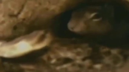 Cobra Quer Apanhar Esquilos Filhotes, Mas