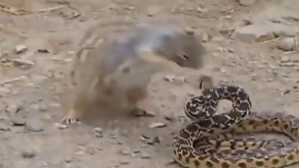 Esquilos Vs Serpentes Em Cenas Incríveis