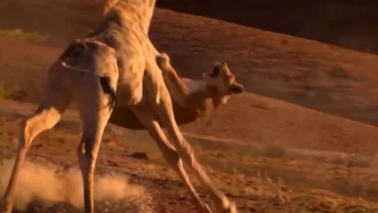 Quando Altura De Girafa Vira Respeito E Temor