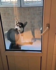 Un chien qui danse pour qu'on lui serve à manger. Hilarant !