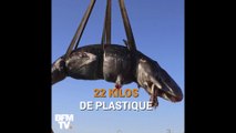 Filets de pêche, bidon de lessive… 22 kg de plastique ont été retrouvés dans ce cachalot échoué en Italie