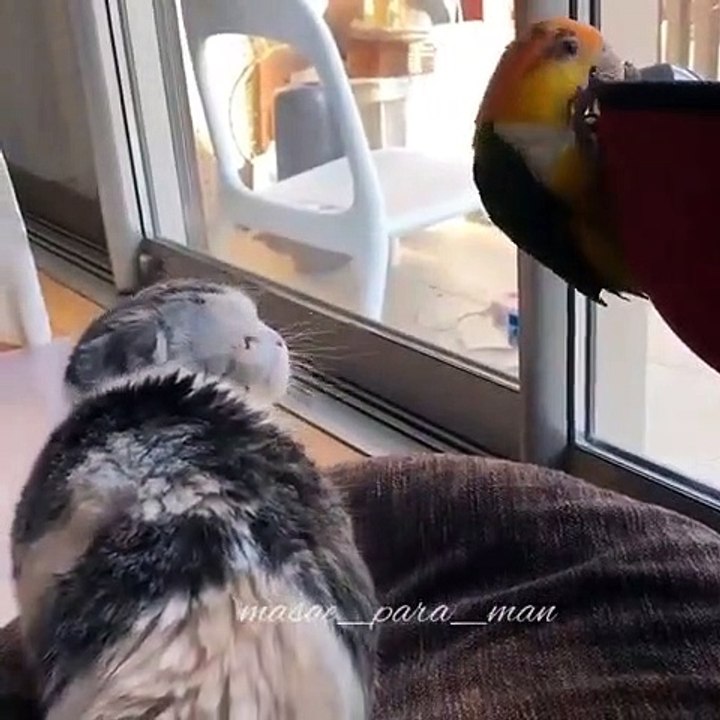 Ce perroquet n'a peur de rien. Regardez ce qu'l fait lorsqu’un chat le dérange !