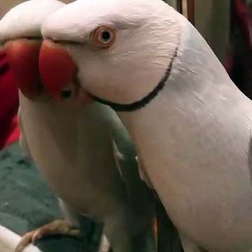 Le cri de ce perroquet est unique. Ecoutez !