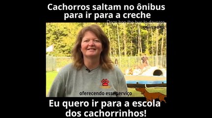 Canadá cria creche para cachorros com direito a ônibus