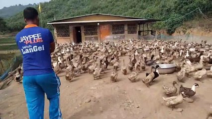 Ördeklerin Yemek Partisi !