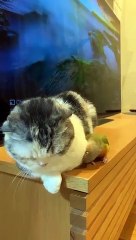You're so boring,little parrot.Get out!