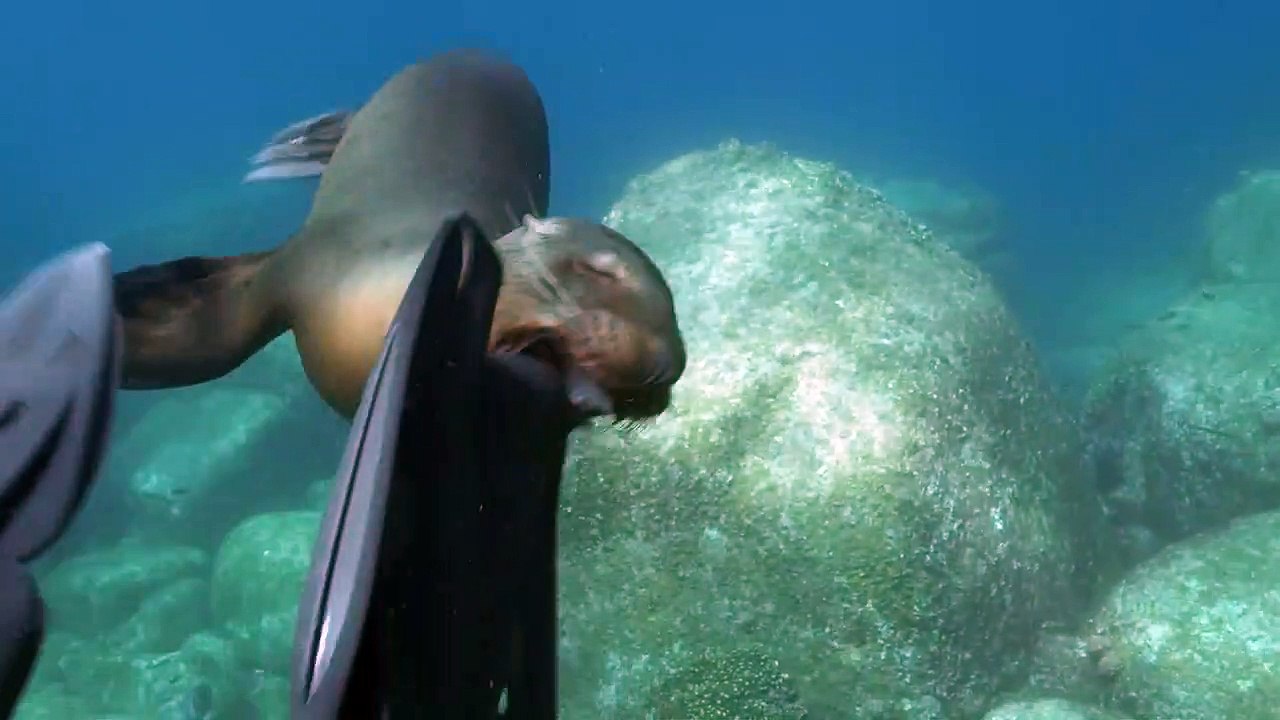 Un  lion de mer s'amuse avec les palmes du plongeur
