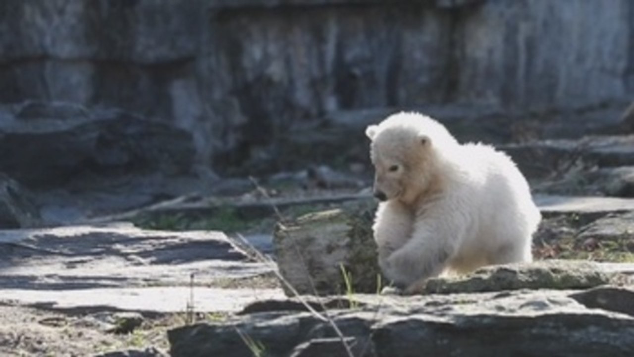 Polar bear cub in Berlin named after football club