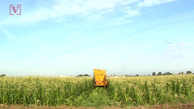 Air Pollution From Corn Farming Causes '4,300 Premature Deaths' Each Year, Study Finds