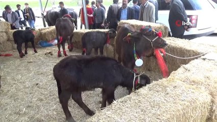 Malaklar Birincilik İçin Yarıştı