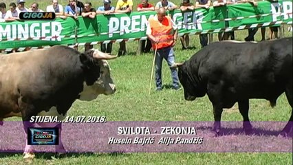 SVILOTA ZEKONJA STIJENA CAZIN 2018 KOD BAJRICA