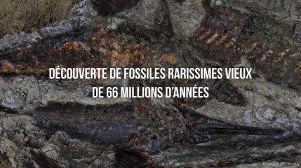 Découverte de fossiles rarissimes vieux de 66 millions d’années