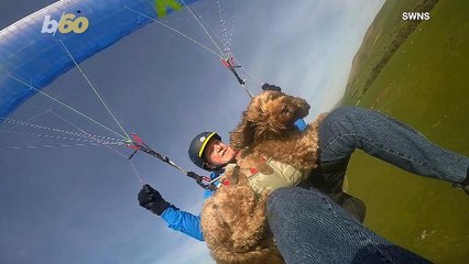 ‘Air’ Bud! This Dog Loves to Paraglide with His Owners!