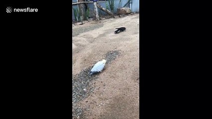 Bird freaks out while playing with a piece of bark at Australian bird sanctuary