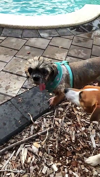 Dog's Tongue Going Wild