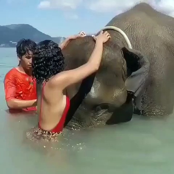 Ce que cet éléphant va faire à cette jeune femme est époustouflant. A voir absolument !