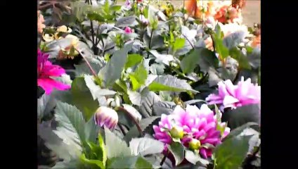 GOOD MORNING EVERY ONE WITH FLOWERS AND MUSIC