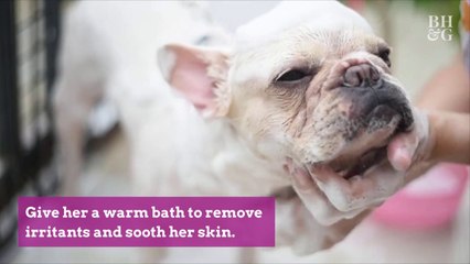 5 Reasons Your Dog Licks Excessively—And What to Do About It