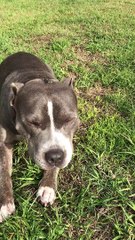 Lizard Hitches a Ride