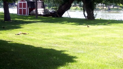 Squirrel and Mink Duke it Out in Park