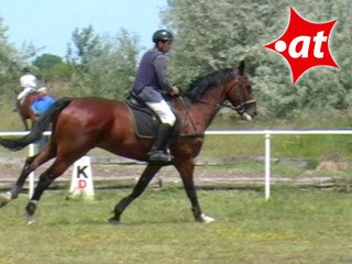 Andreas Wessely, Springreiten, Burgenland (2007-026)