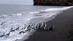 Débarquement d'un groupe de pingouins sur la plage façon seconde guerre mondiale