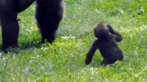 Quoi de plus adorable que ce bébé gorille qui court vers sa maman