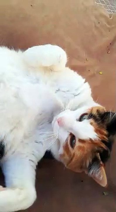 atenea