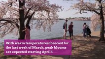 Peak Bloom Is Next Week for Cherry Blossoms in Washington, D.C.