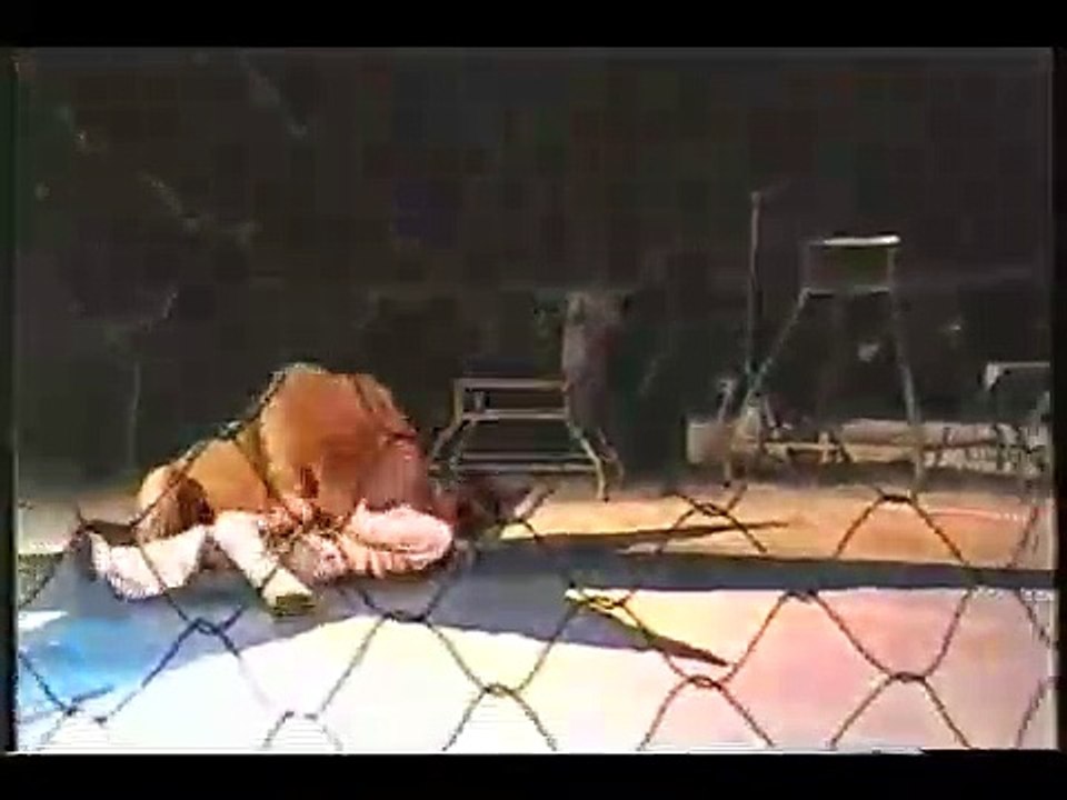 IMPRESIONANTE; Leon se come en vivo a su domador ;AWESOME; Leon attacks his tamer