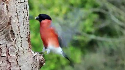 Bullfinch Bird