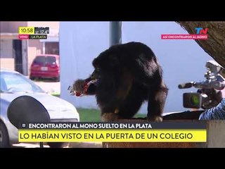 Encontraron al mono suelto de La Plata
