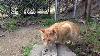 japanese catnip to cat