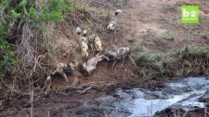AWESOME Hippo Crushes Antelope