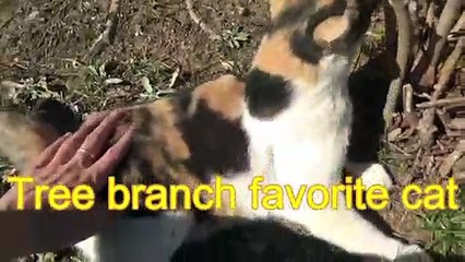 Tree branch favorite  a tortoiseshell cat