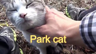 Park cat wants my attention.