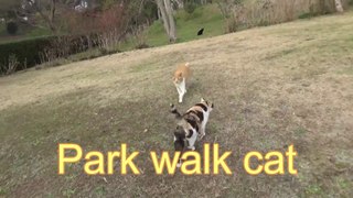 Park walk cat