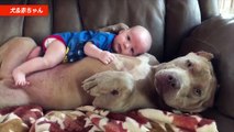【かわいい 犬】初めて人間の赤ちゃんに会った犬の反応が面白い - Guilty Dog Apologizes Baby