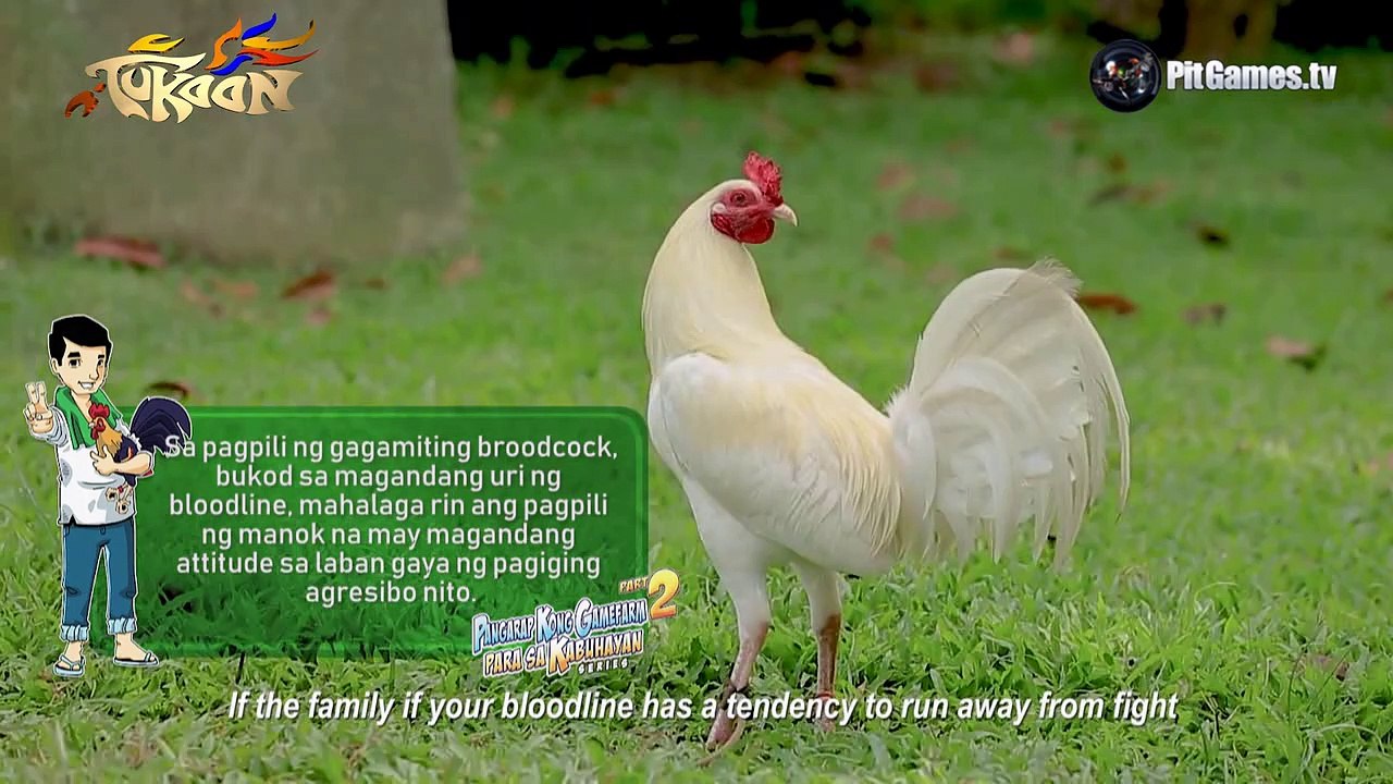 Pangarap Kong Gamefarm  - Breeding Selection, Facility and Egg Management Tips of Doyet Lapido