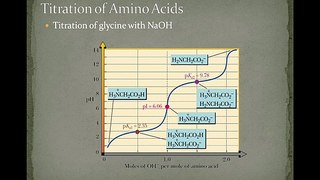 Amino Acids (What is the role in our life)