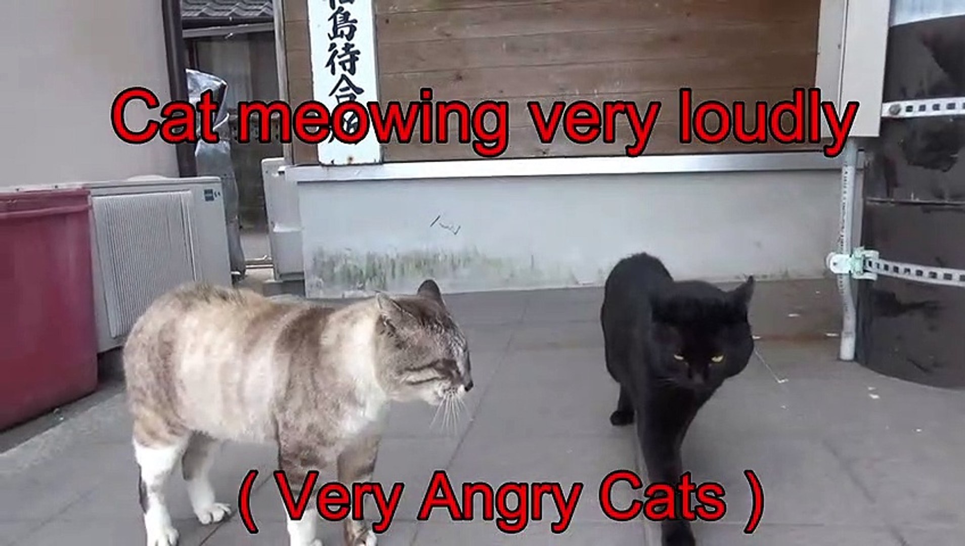 Cats meowing very loudly ( Very Angry Cats ) 
