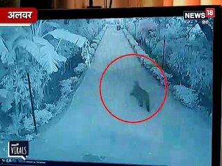 अलवर के क्लब में घुसा तेंदुआ, CCTV में कैद हुई तस्वीरें