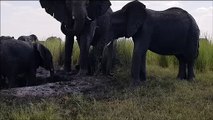 Tout près des éléphants du parc Chobe au Botswana